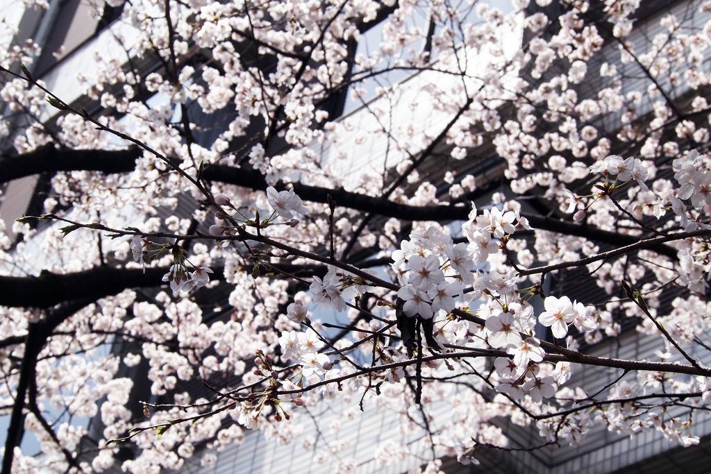 Bijuu 5* Kyoto