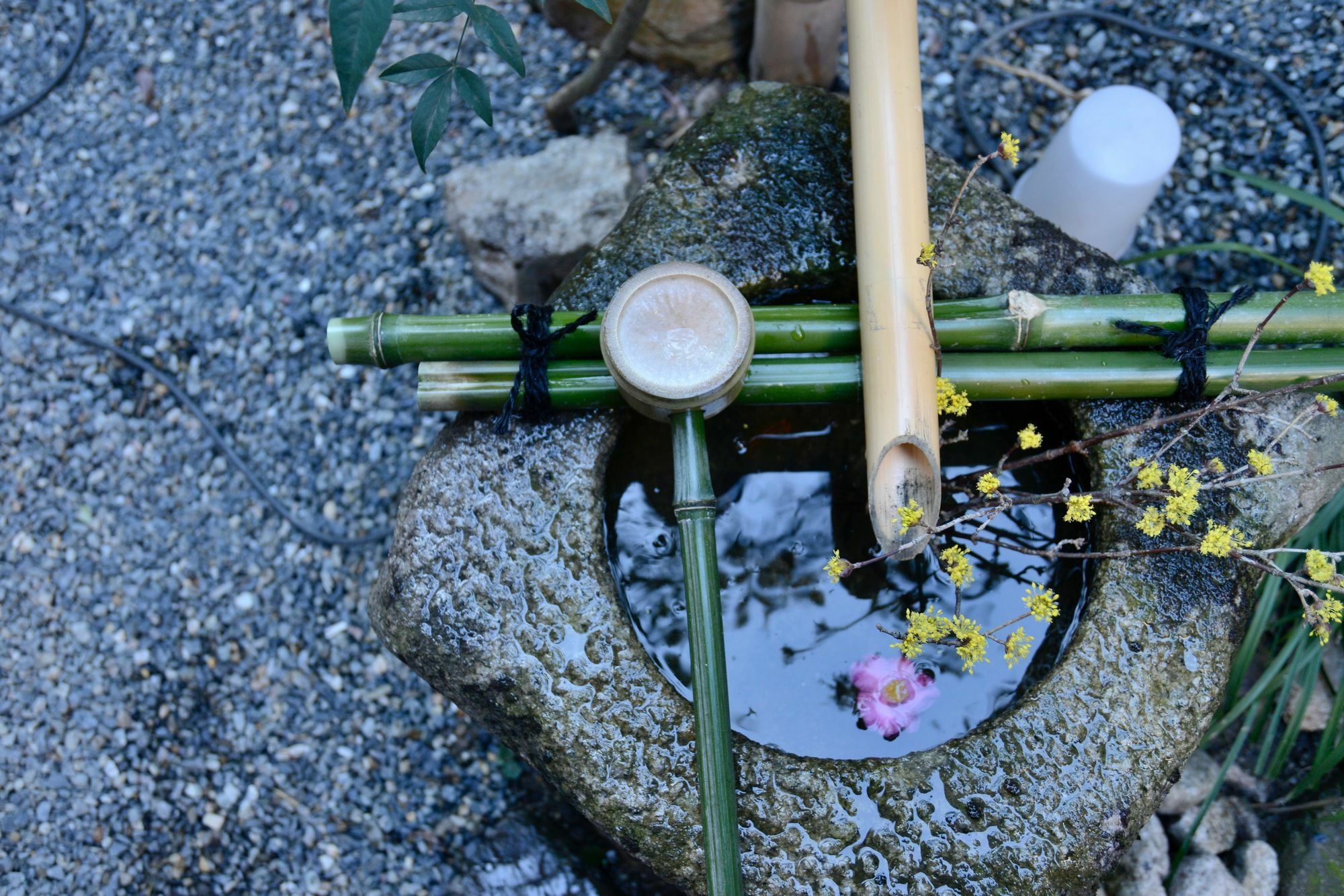 Mitsuki Kyoto