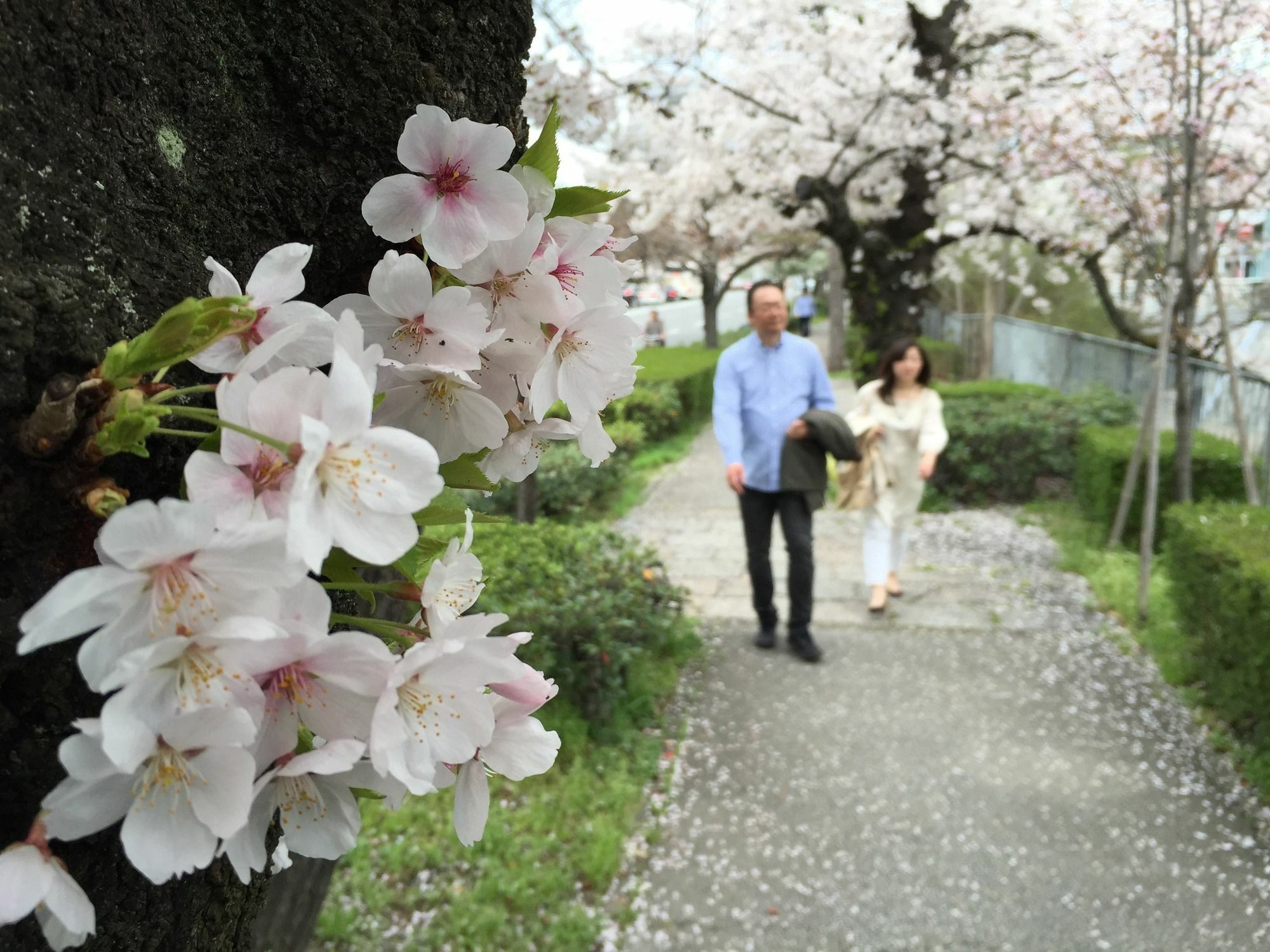 Makotoya Kyoto